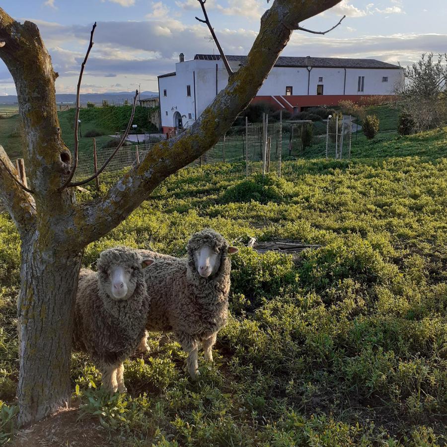Masseria Agriturismo Moschella Posta Piana Buitenkant foto