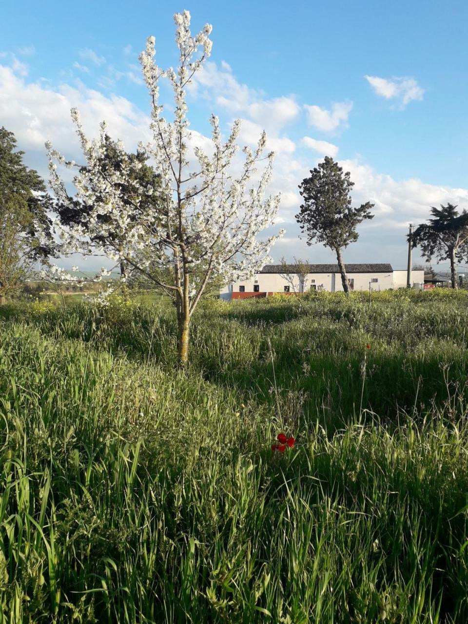 Masseria Agriturismo Moschella Posta Piana Buitenkant foto
